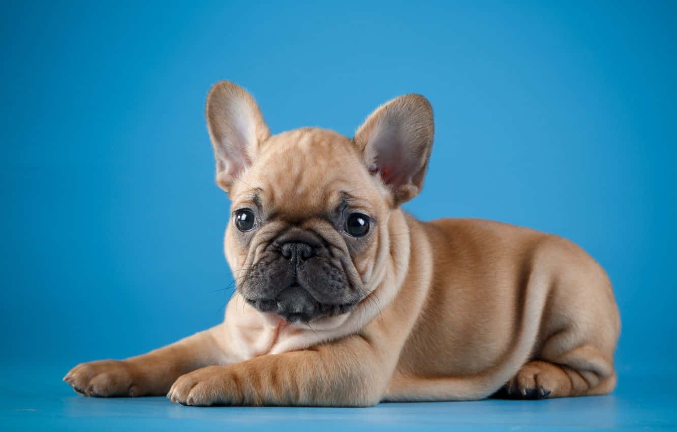 Yavru Frenki Bulldog Poz Veriyor Duvar Kağıdı