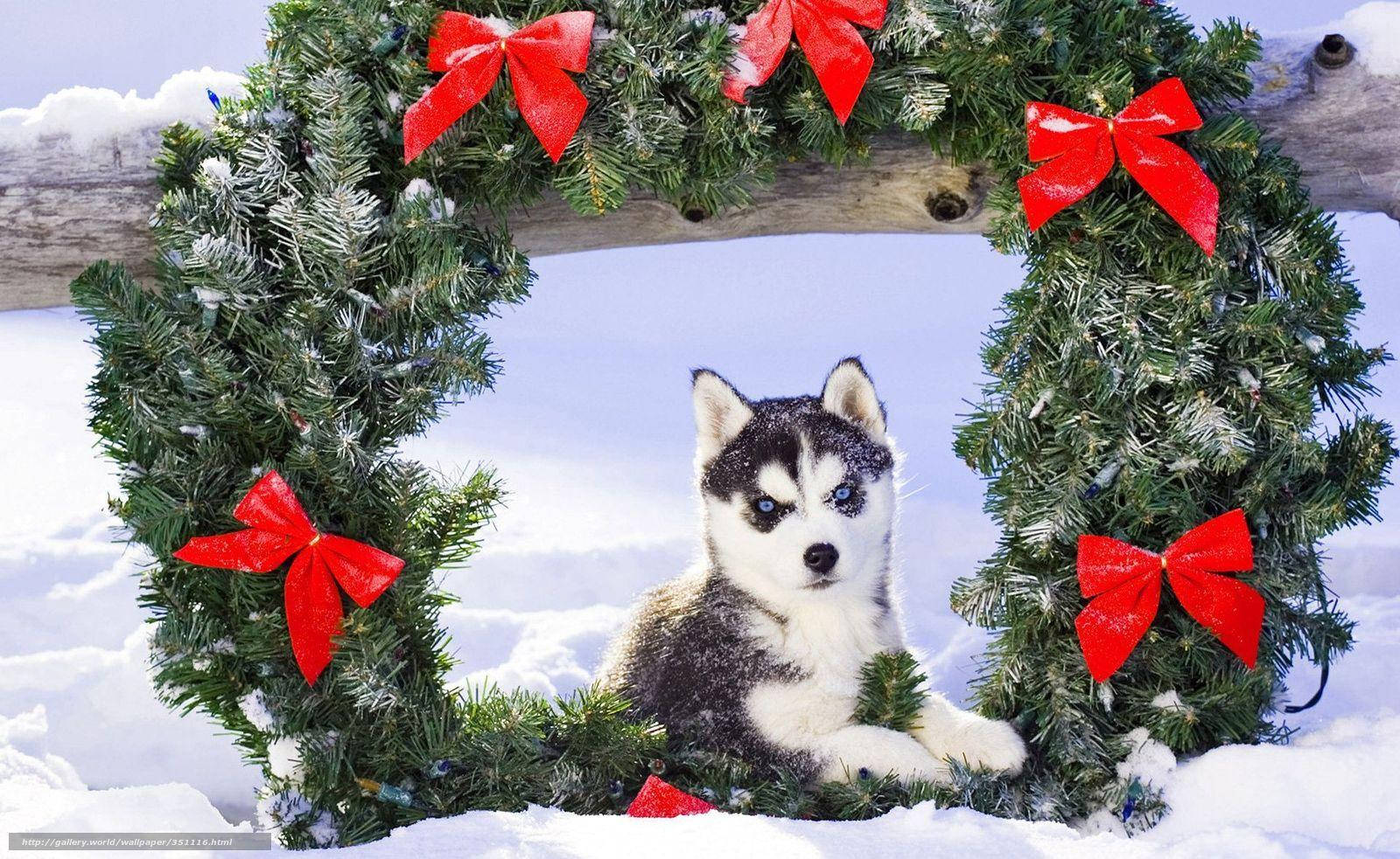 Yavru Husky Çelenkli Duvar Kağıdı
