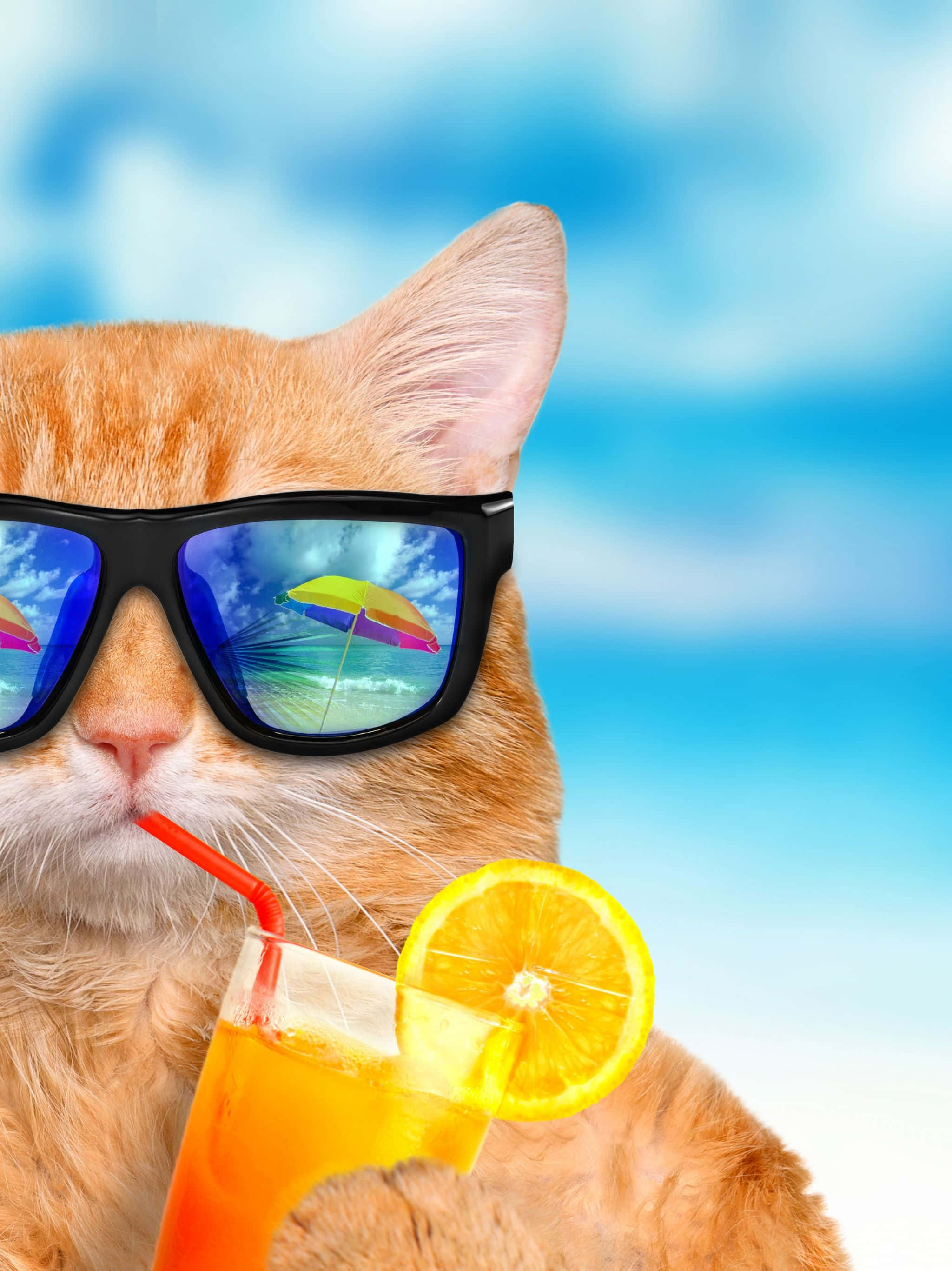 Yaz Eğlencesi Havalı Kedi Duvar Kağıdı