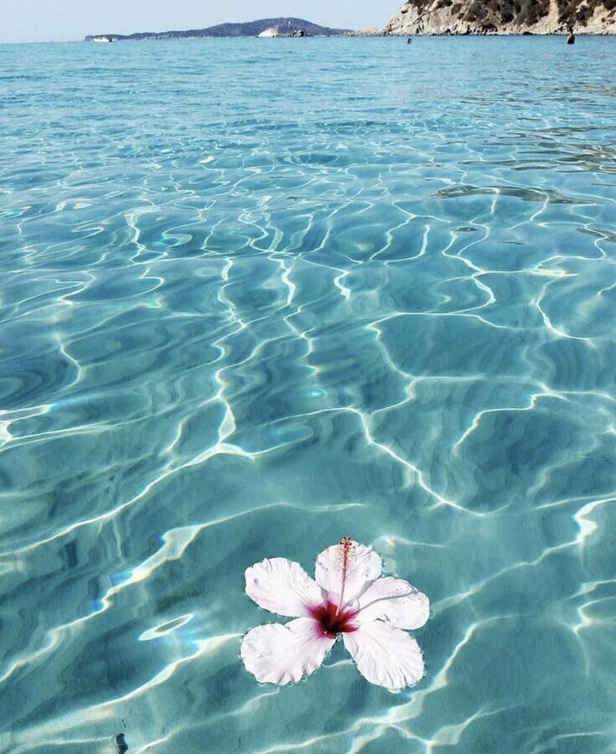 Yaz Eğlencesi Hibiskus Duvar Kağıdı