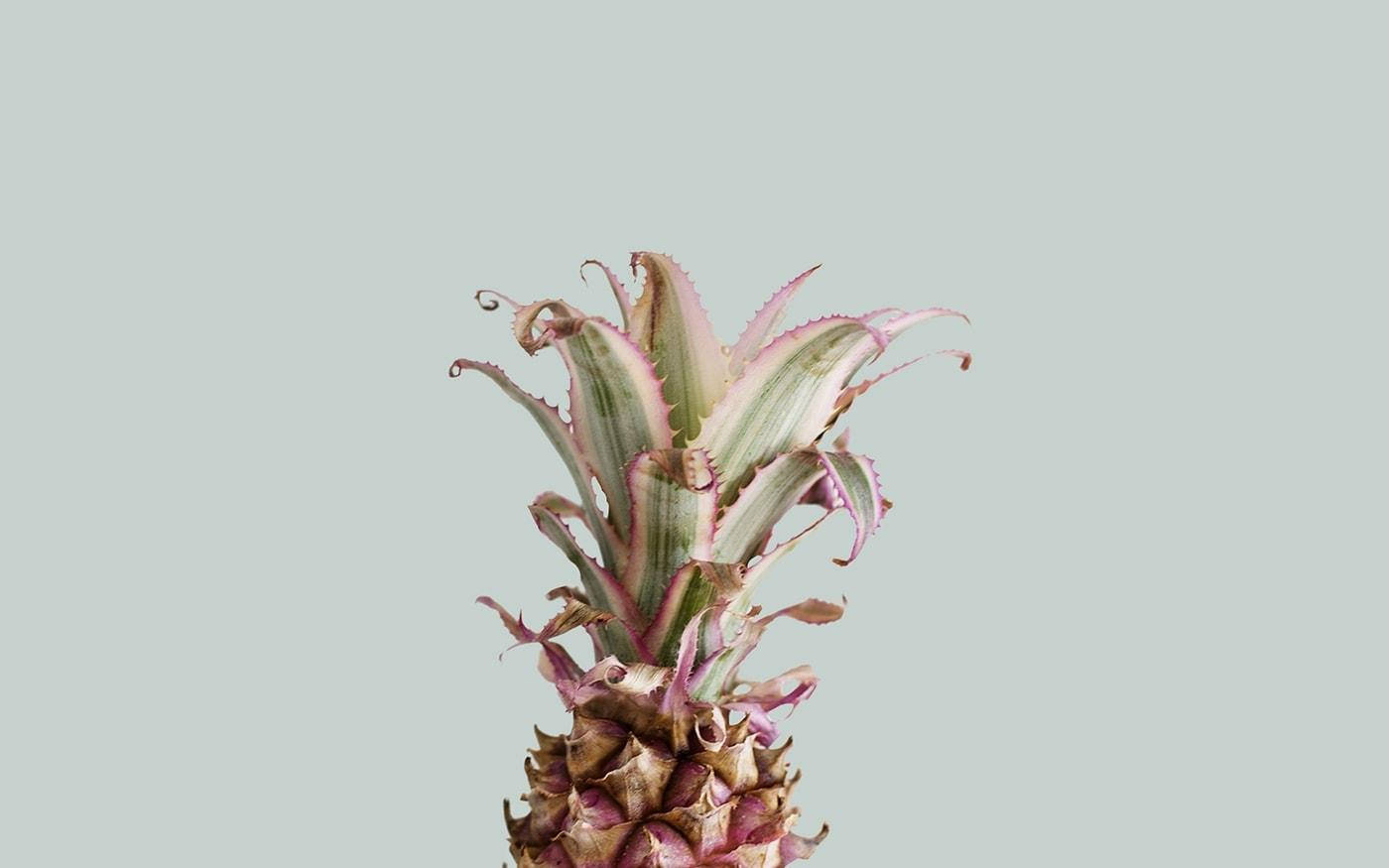 Yaz Estetiği Pembe Ananas Duvar Kağıdı