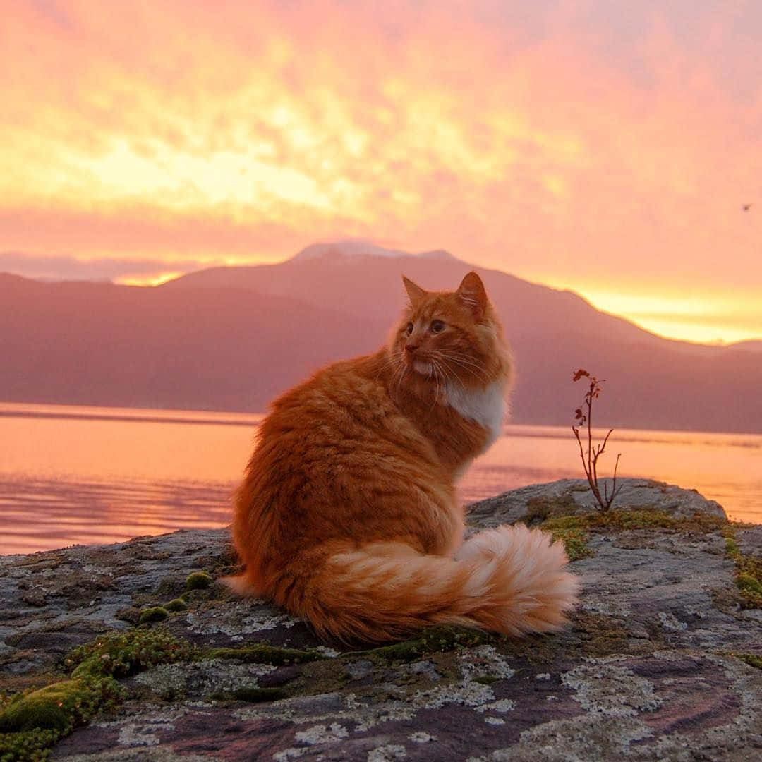 Yaz için hazır, bu Estetik Kedi'nin sevimliliği kutlanıyor Duvar Kağıdı