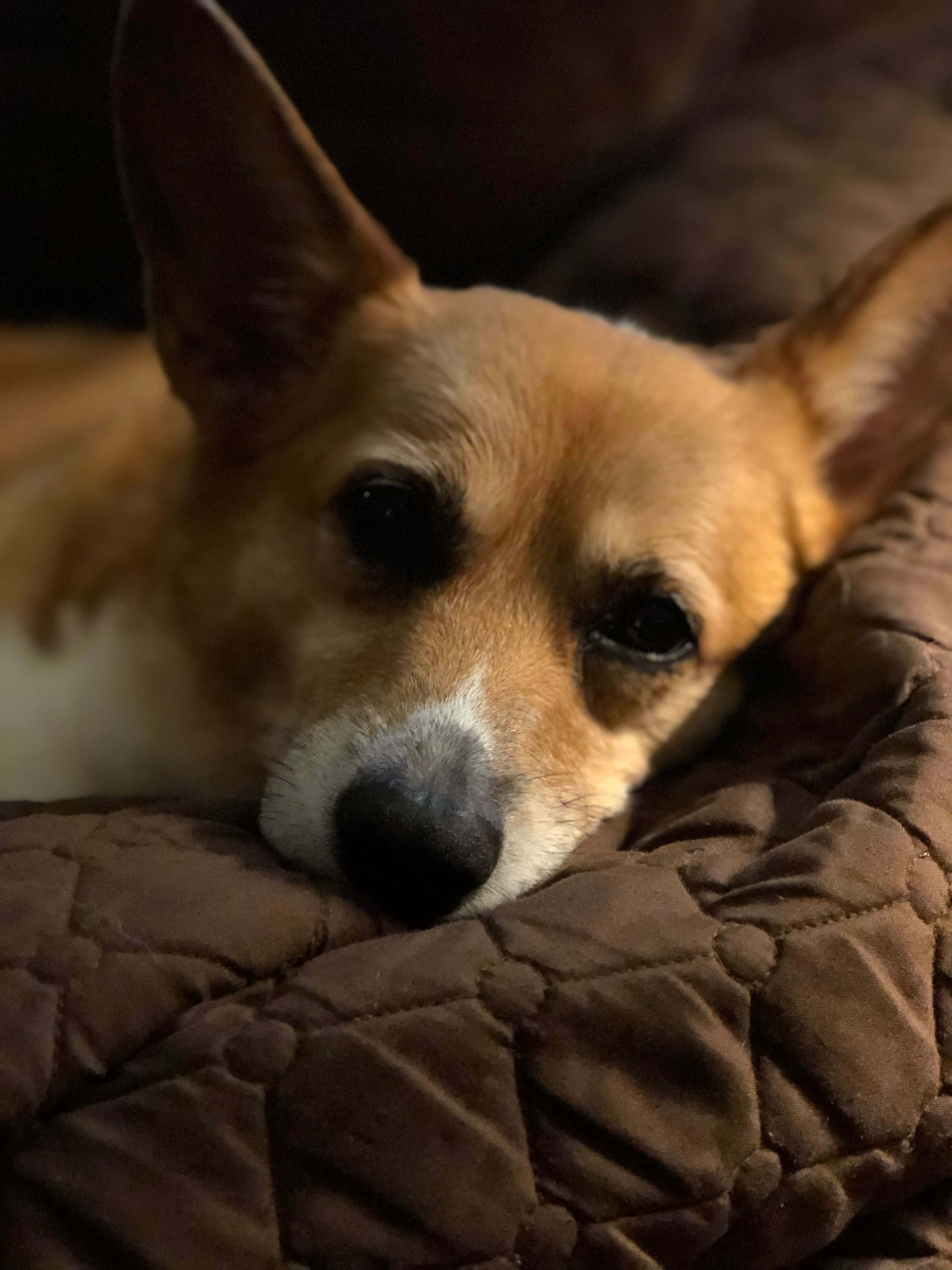 Yazın Tadını Çıkaran Bir Corgi Duvar Kağıdı