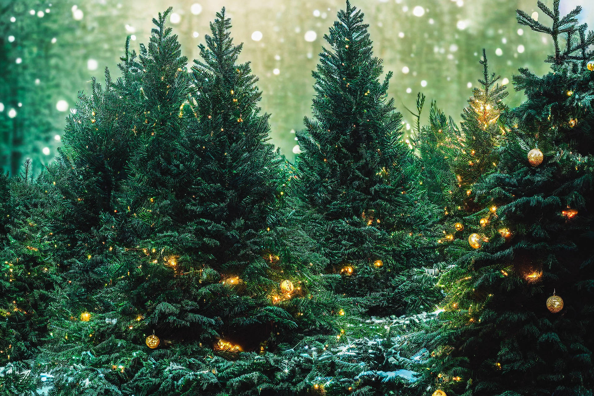 Yemyeşil Ağaçlarla Noel Ormanı Duvar Kağıdı
