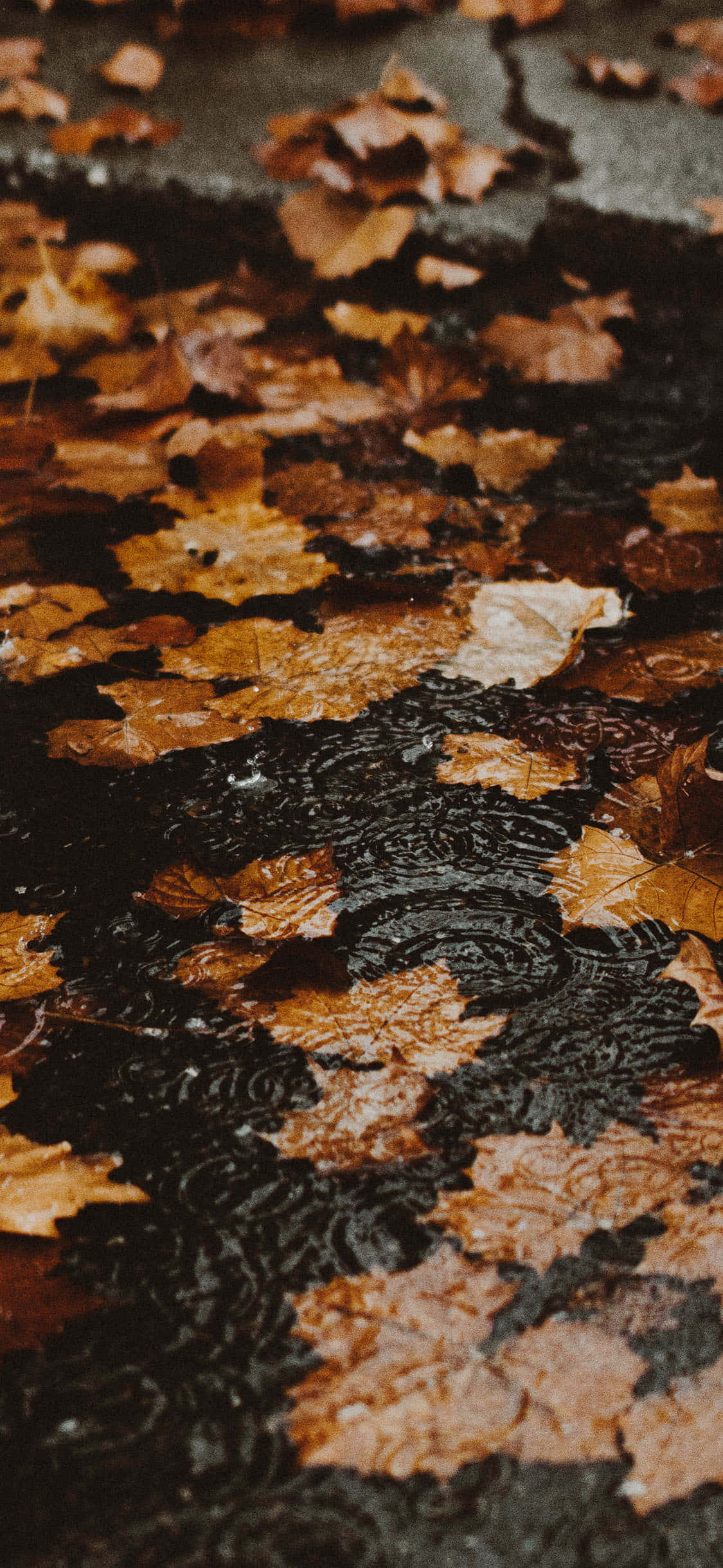 Yeni Sonbahar iPhone'u ile Çarpıcı Fotoğraflar Çekin Duvar Kağıdı
