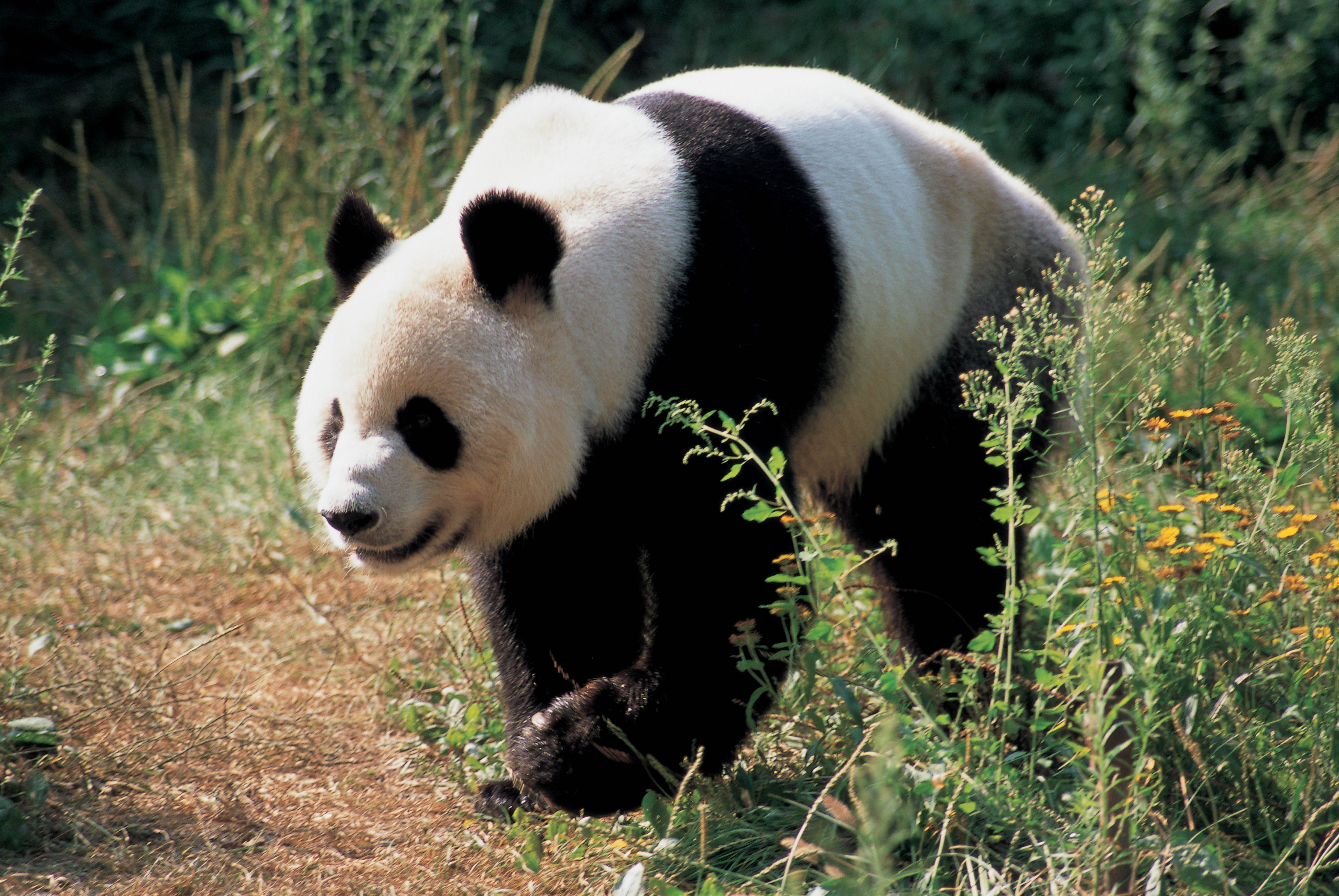 Yeşil Çimen Panda Duvar Kağıdı