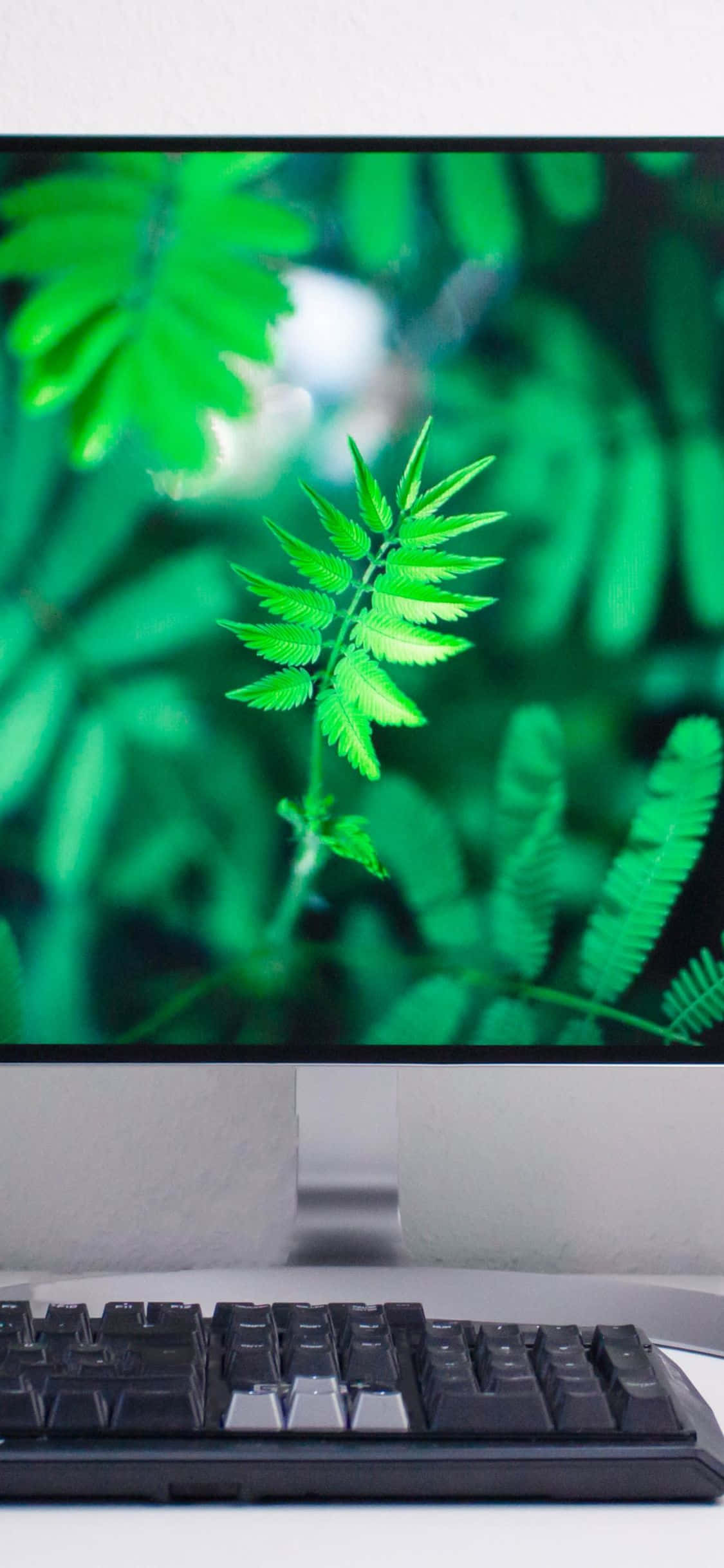 yeşil ekranlı bir bilgisayar monitörü Duvar Kağıdı