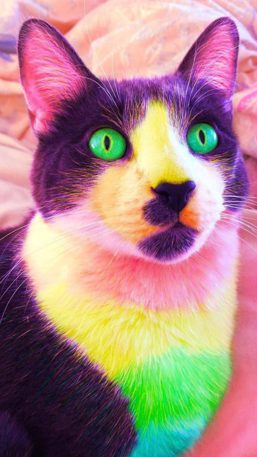 Yeşil Gözlü Indie Kid Estetiği Kedi Duvar Kağıdı
