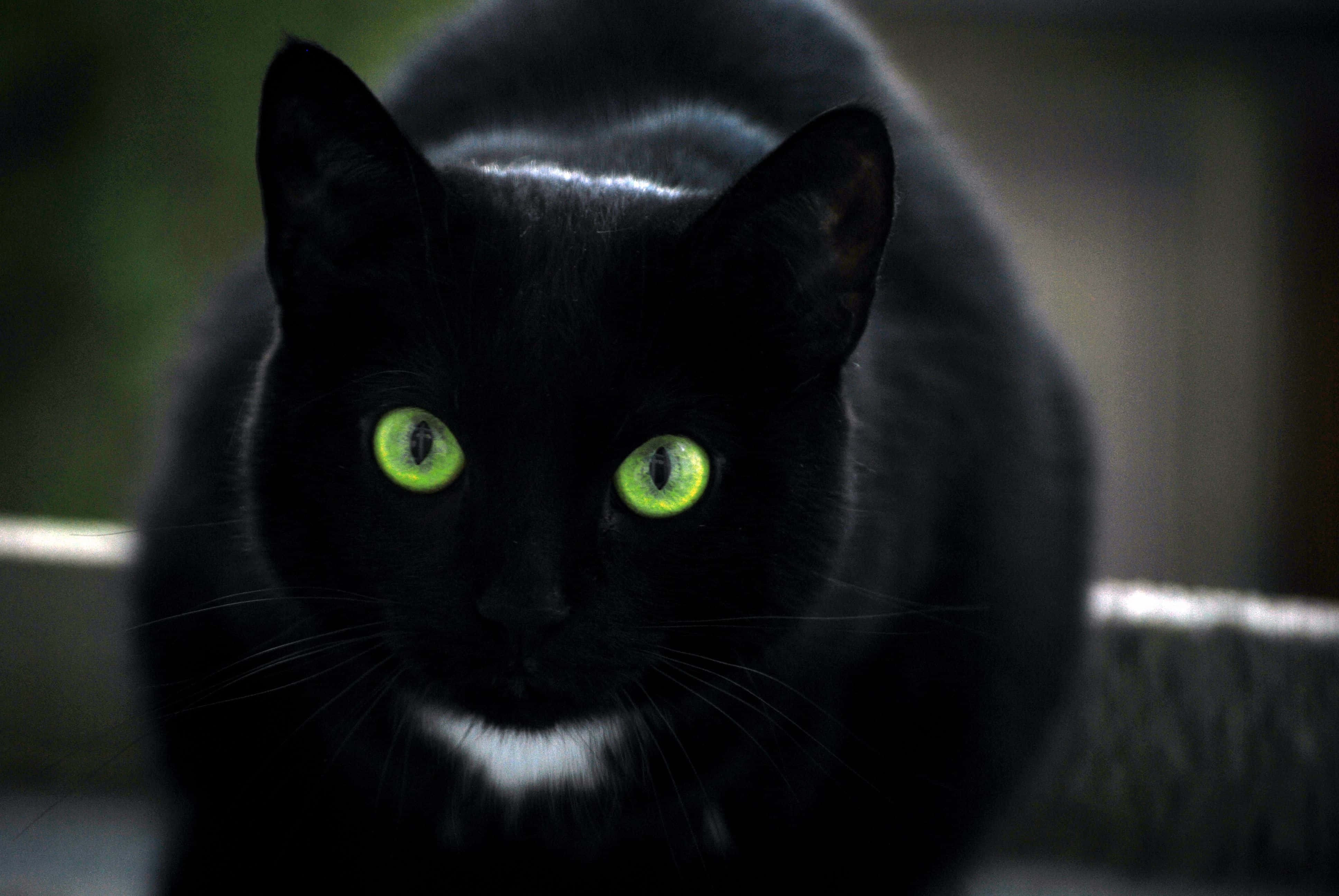 Yeşil Gözlü Siyah Kedi Duvar Kağıdı