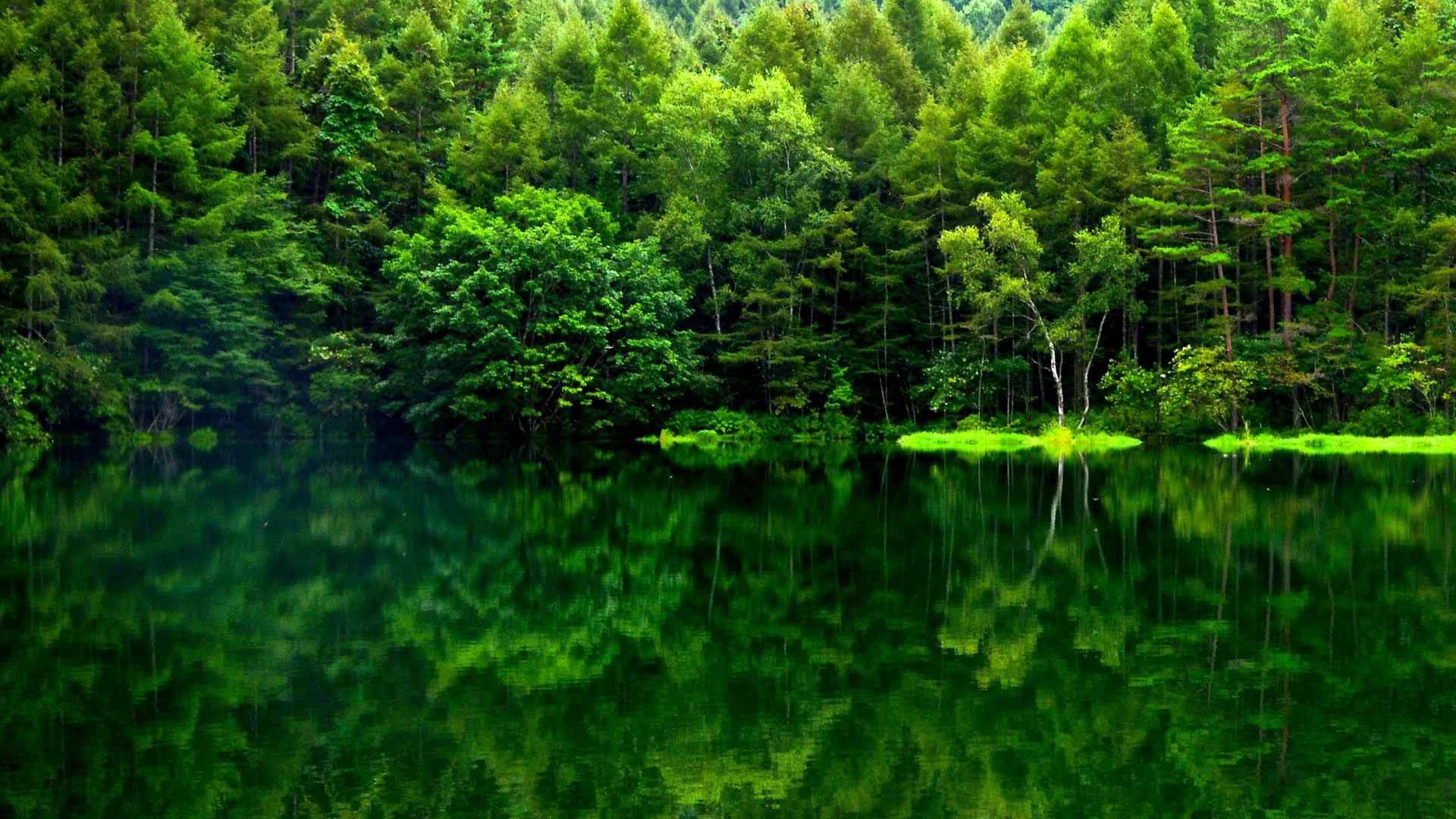 Yeşil Orman Manzarası Yansıması Duvar Kağıdı