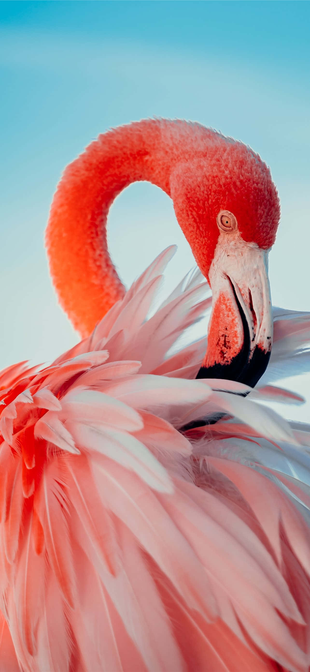 Yemyeşil bitki örtüsü içinde flamingo - iPhone arka planınız için mükemmel Duvar Kağıdı