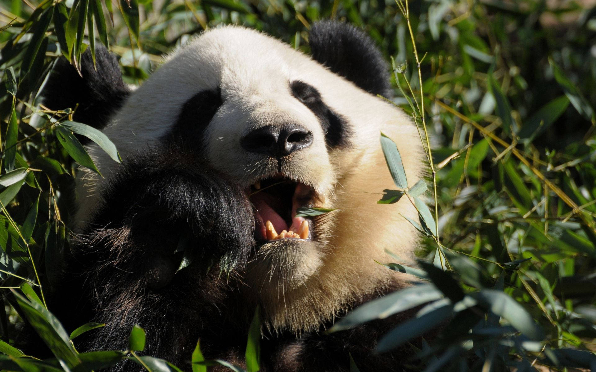 Yiyecek Çiğneyen Panda Yakın Çekim Duvar Kağıdı