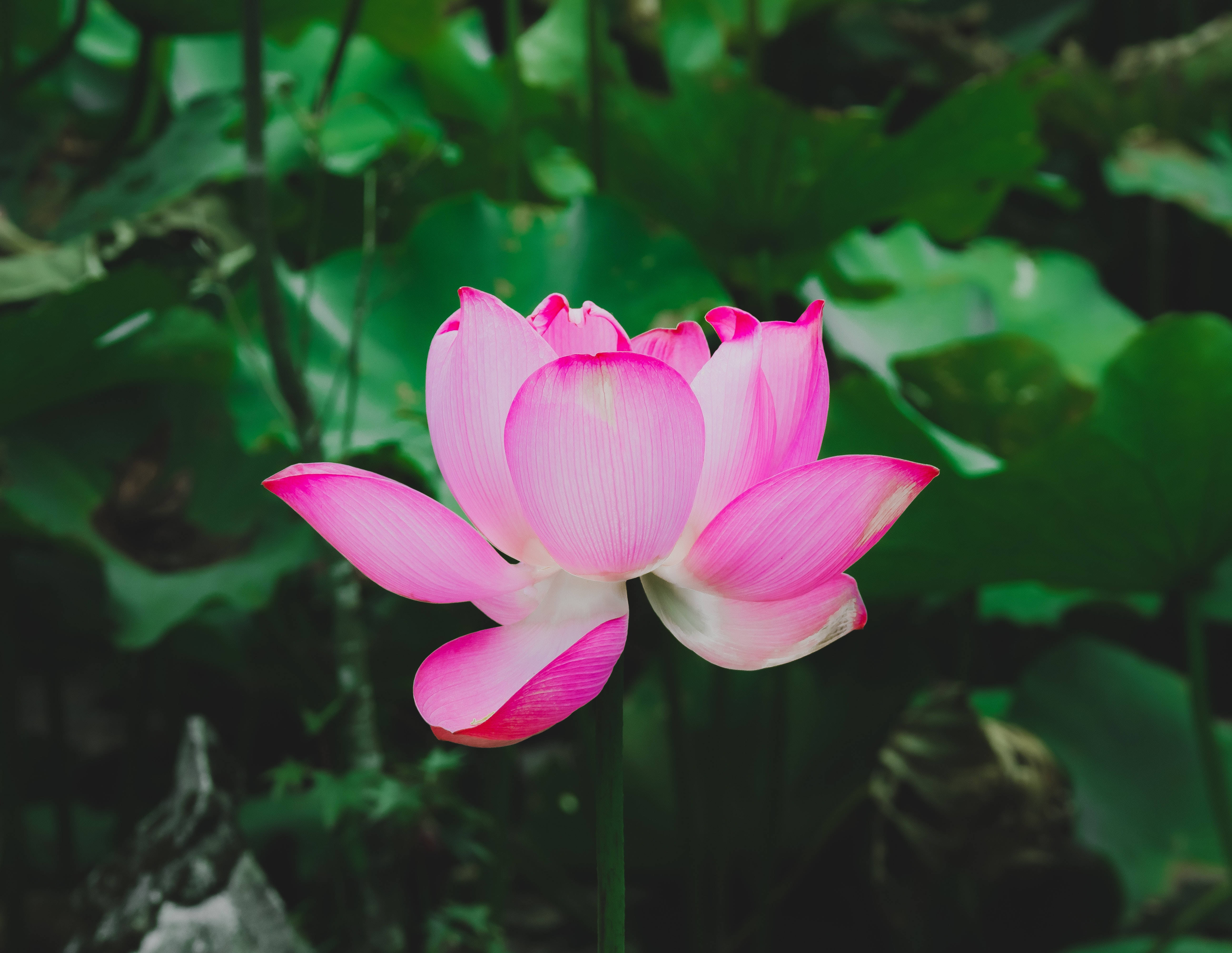 Yohan'ın Kırmızı Lotus Çiçeği Duvar Kağıdı