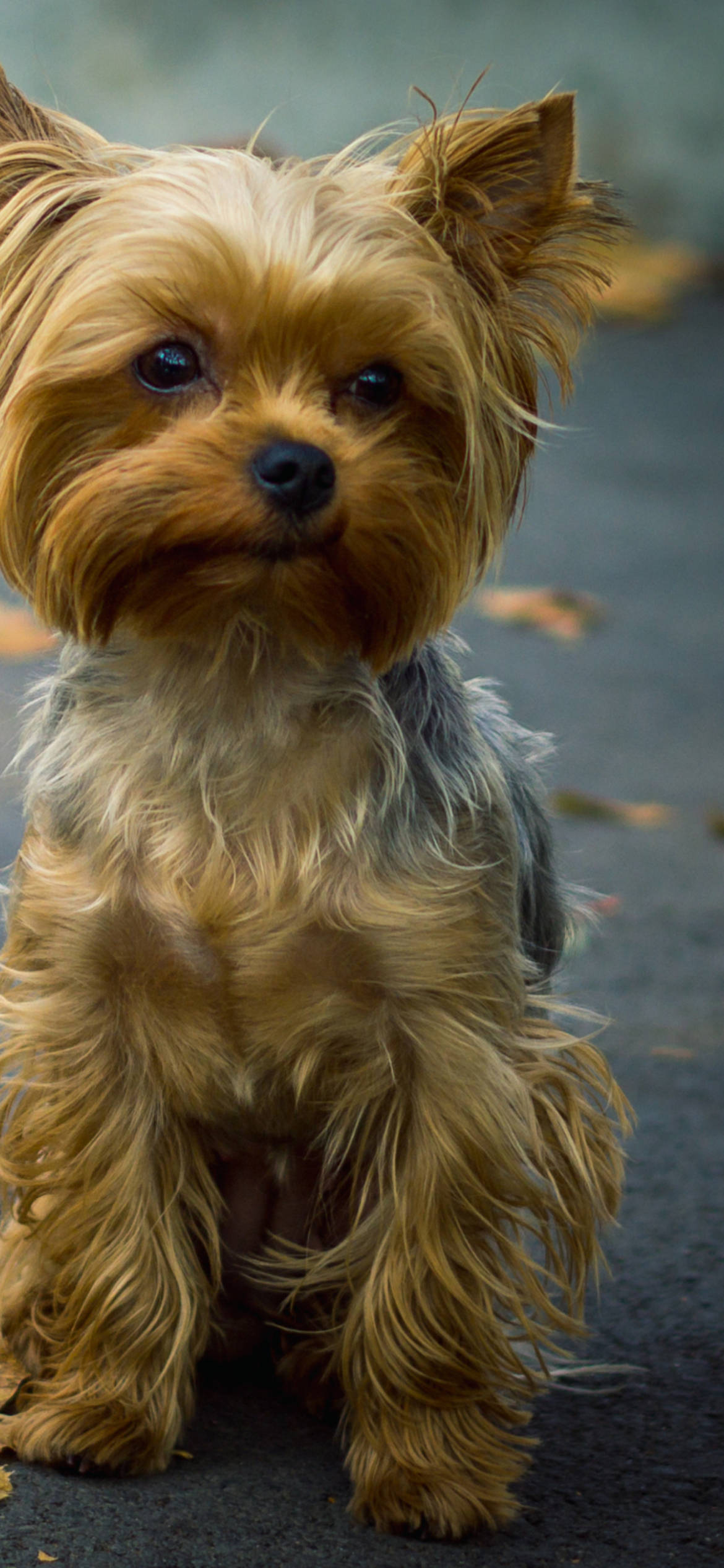 Yorkshire Terrier Yakın Çekim Portresi Duvar Kağıdı