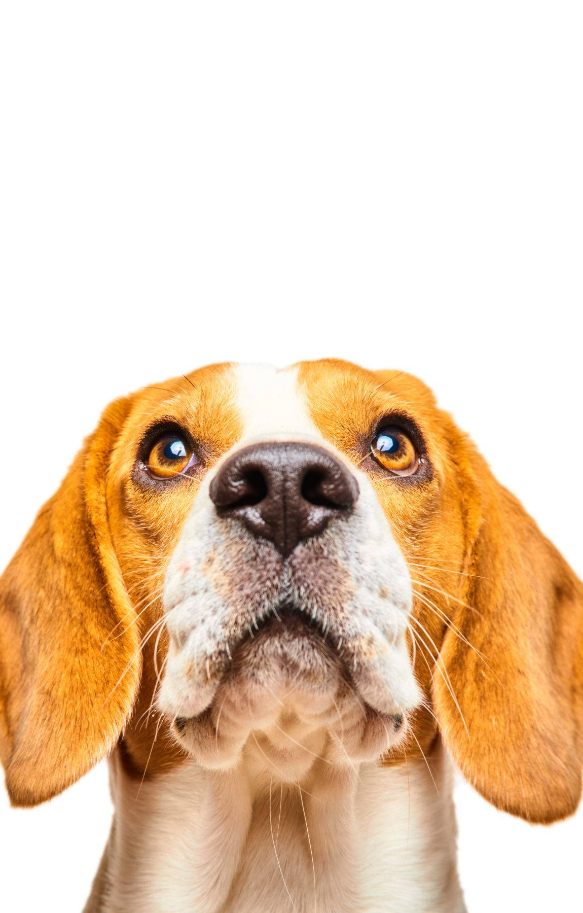 Yukarı Bakan Beagle Köpek Baş Portresi Duvar Kağıdı