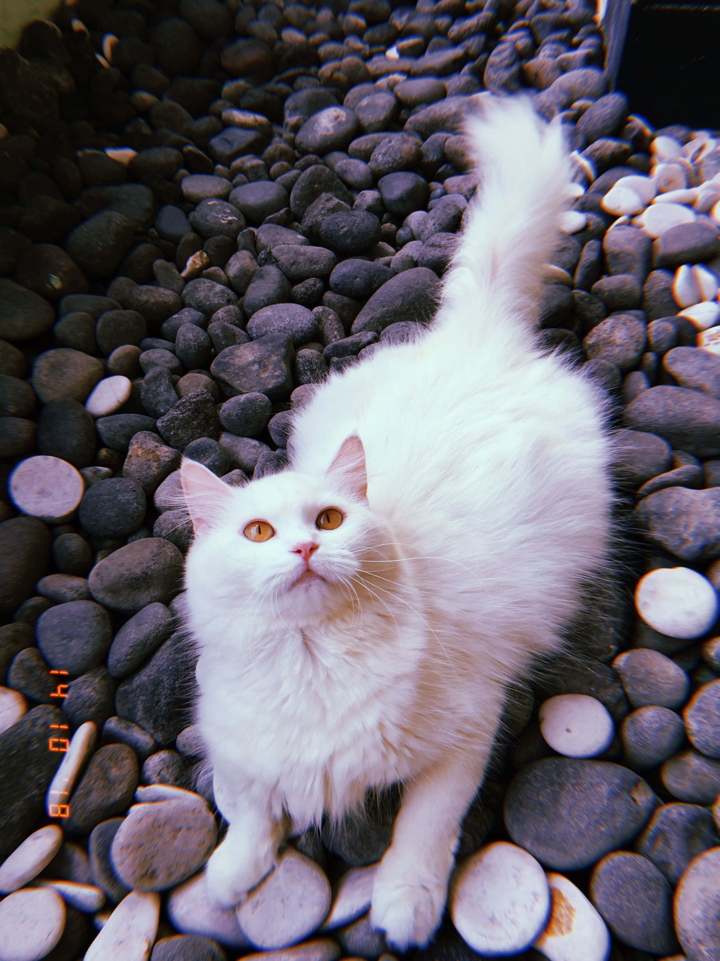 Yumuşak ve Tüylü Estetik Kedi Duvar Kağıdı