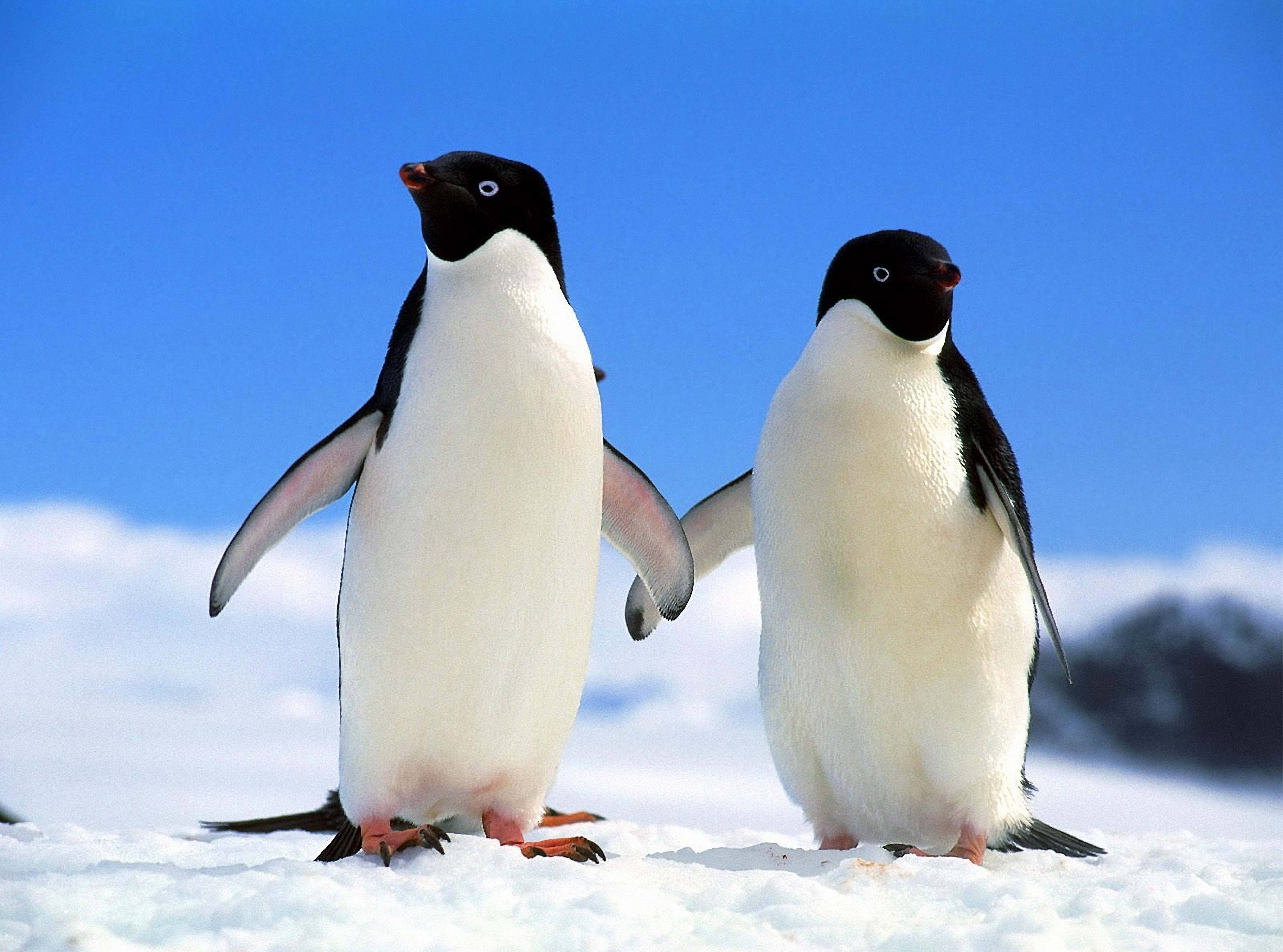 Yüzgeçlerini Tutan İki Penguen Duvar Kağıdı