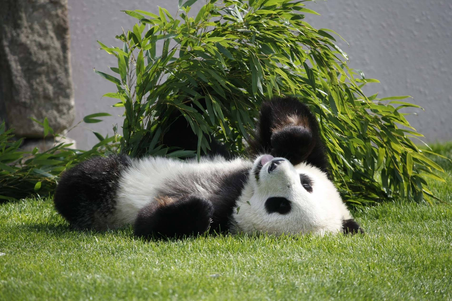Yüzü yukarı dönük yerde yatan panda duvar kağıdı.