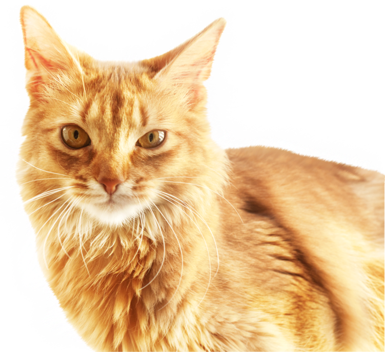 Zencefil Kedi Portresi Duvar Kağıdı