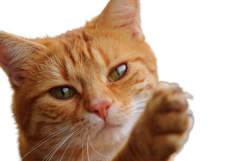 Zencefil Rengi Kedi Pati Kaldırıyor Duvar Kağıdı