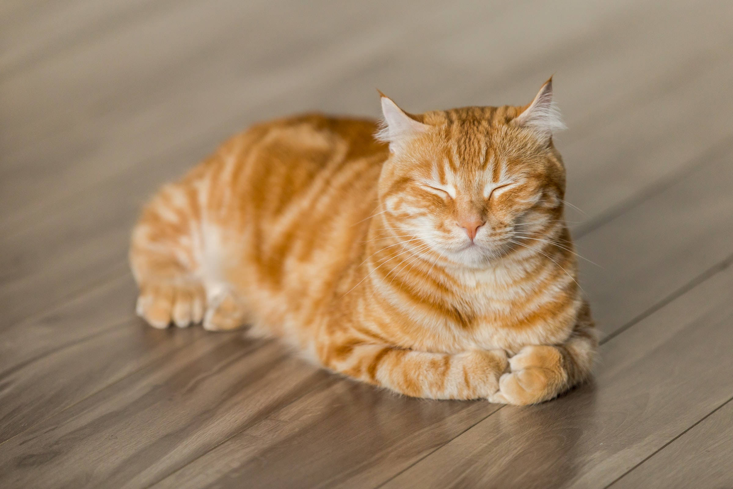 Zencefil Rengi Tekir Kedi PFP Duvar Kağıdı