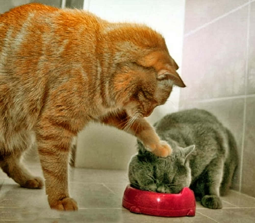 Zorla Yemek Yediren Komik Kedi Fotoğrafı Duvar Kağıdı