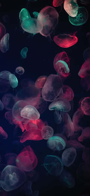 1170x2532