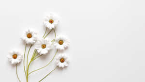 Aesthetic White görselleri — Estetik beyaz Duvar Kağıdı