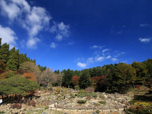 Ağaç ve Park Doğası duvar kağıdı