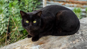 Ahşap Kütük Üzerinde Siyah Kedi — Kara Kedi Duvar Kağıdı