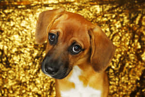 sevimli evcil hayvan resimleri — Köpek Duvar Kağıdı