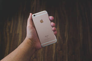 Altın gül iPhone 6 duvar kağıdı tutan el — iPhone Se Duvar Kağıdı