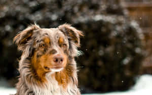 avustralya çoban köpeği resimleri — Kış Duvar Kağıdı