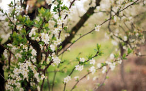 Bahar çiçekli ağaçları duvar kağıdı
