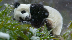 Panda Arkaplanı — Panda Duvar Kağıdı