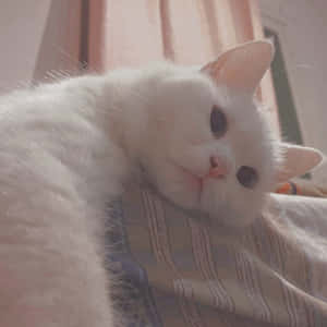 Estetik Kedi resimleri — Estetik kedi Duvar Kağıdı