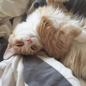 Estetik Kedi resimleri — Estetik kedi Duvar Kağıdı