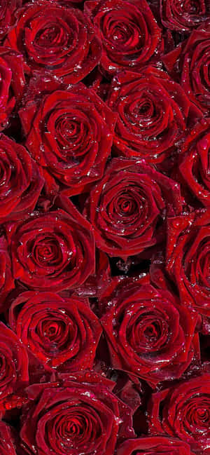Bordo Çiçek — Pixel 8 Duvar Kağıdı