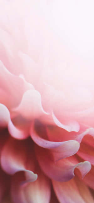 Açık Pembe Çiçekli Iphone — Çiçekli iPhone Duvar Kağıdı