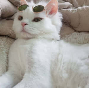 Estetik Kedi resimleri — Estetik kedi Duvar Kağıdı