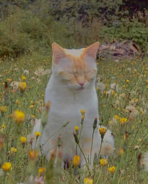 Estetik Kedi resimleri — Estetik kedi Duvar Kağıdı