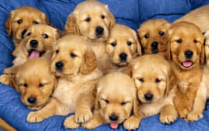 Sevimli Köpek Yavrusu resimleri — Sevimli köpek yavrusu Duvar Kağıdı