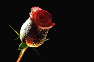 Büyüleyici Flora Gösterisi: Güzel Çiçek Duvar Kağıdı