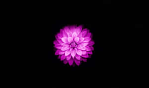 Büyüleyici Lotus Çiçeği Açılışı — Nilüfer Çiçeği Duvar Kağıdı