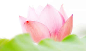 Büyüleyici Pembe Lotus Çiçeği — Nilüfer Çiçeği Duvar Kağıdı