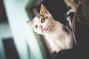 Kucağında Beyaz Kedi Ücretsiz Stok Fotoğrafını İndir — Estetik kedi Duvar Kağıdı