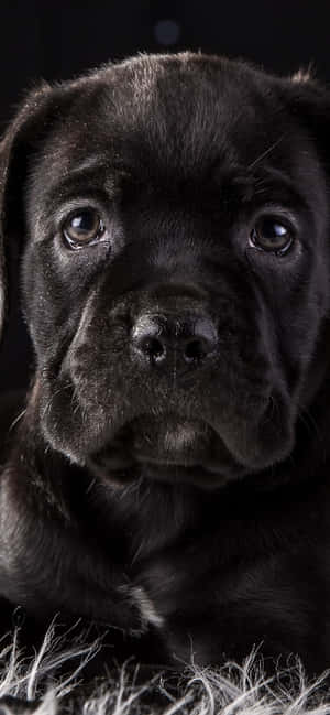 Cane Corso arka planı — Zenfone Duvar Kağıdı