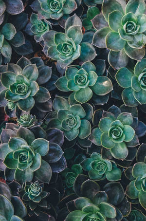 Echeveria sukulent yeşil estetik duvar kağıdı