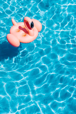 Havuzdaki şişme flamingo duvar kağıdı