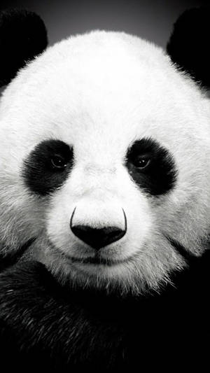 Dev Panda iPhone 6 — iPhone 6 Duvar Kağıdı